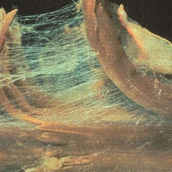 Nahaufnahme von einer Faszie eines Menschen